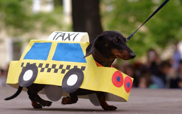 Puppy on Board: 10 Pet Taxis in Singapore with Good Service